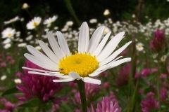 Blumen_1907-scaled
