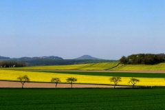 RapsFrühling