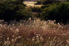 100_0496_2-scaled