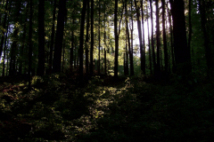 100_1595-scaled