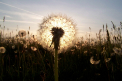 100_1799-scaled