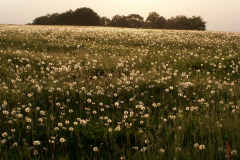 100_1800-scaled