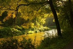 NeiseGold