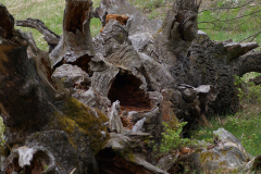 Alt wie ein Baum