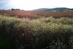 Juliblumen_Rapsfeldrain0412-scaled